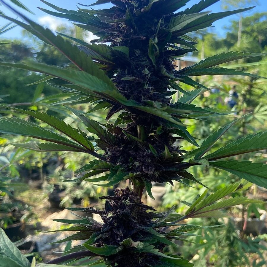 Weed Farm Tour Ocho Rios – Megatron Travels & Tours